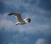 2013 10 12 DuluthWildLife  127